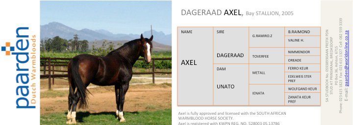 AXEL - Dutc Warmblood Stallion